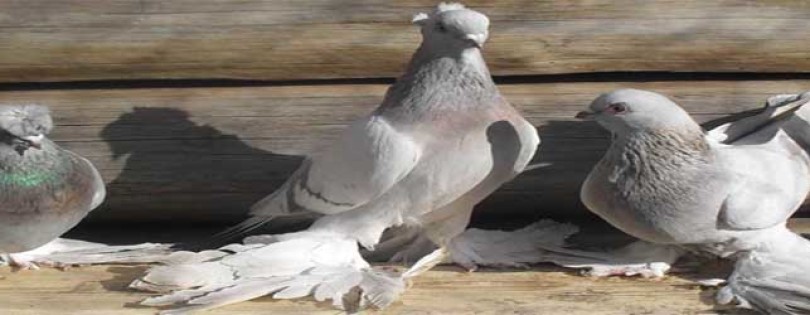 Узбекская порода голубей - 50 фото